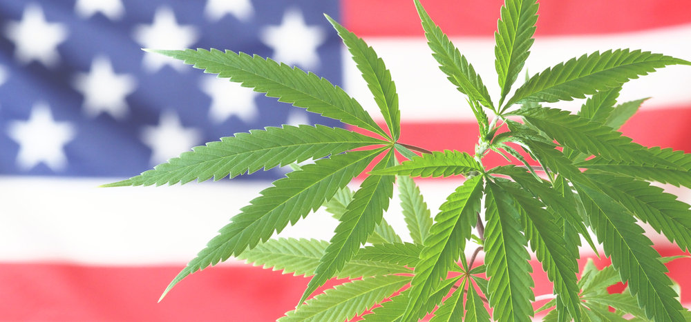 cannabis plant over American flag