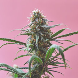 feminized seeds cannabis plant