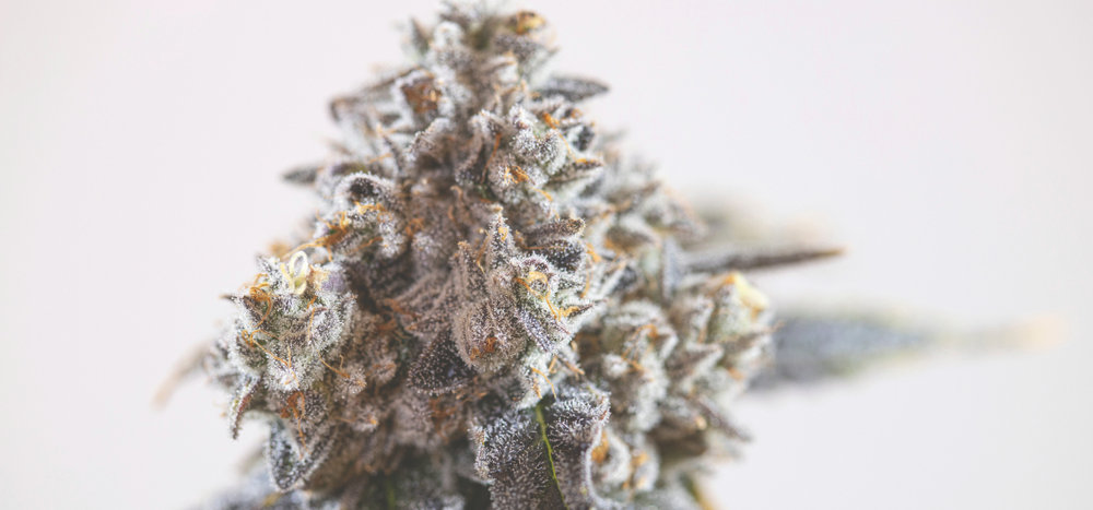 macro image of indica cannabis bud on plant