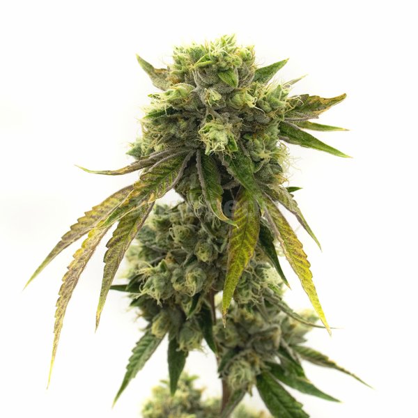 Afghan Autoflower Cannabis Seeds - Indopedia