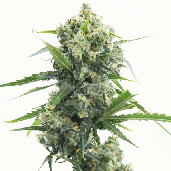 Banana Kush Autoflower Cannabis Seeds - Indopedia